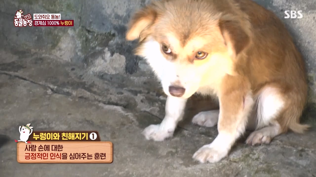 TV 동물농장.E1140.231009p-NEXT.mp4_20231008_174824.529.jpg