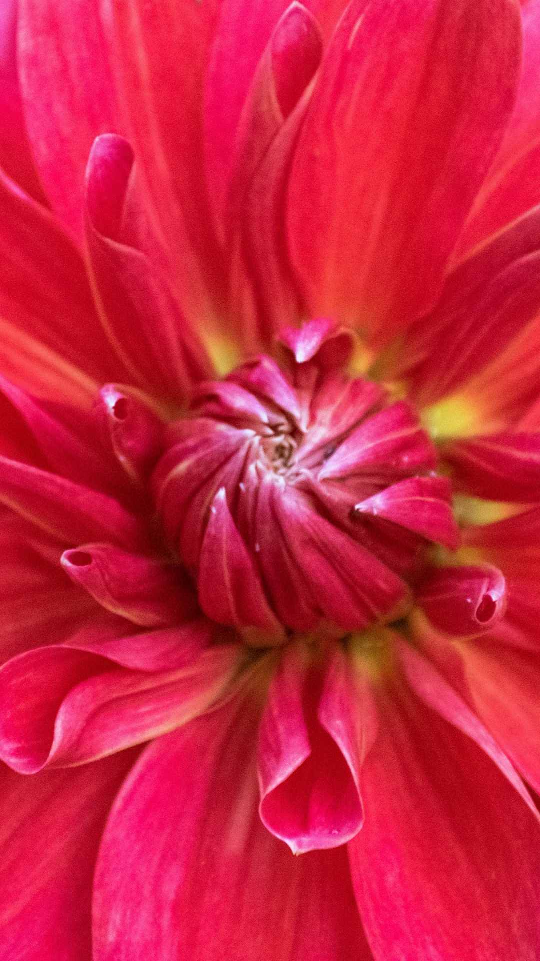 Dahlia Flower iPhone Wallpaper