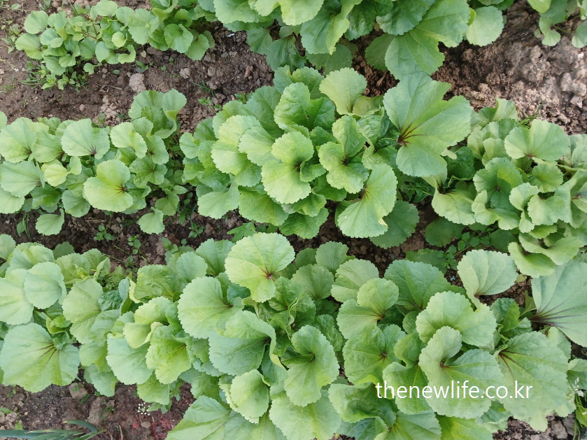 Overhead view of young mallow plants growing in neat rows across soil-밭고랑을 따라 고르게 자란 어린 아욱 묘종의 전경