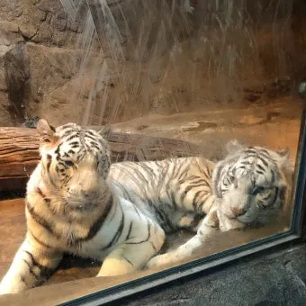 부산동물원 대형동물원 24개월 미만 무료 연중무휴 완벽 이용 가이드_4