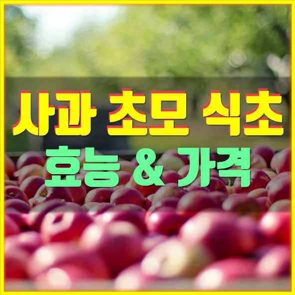  사과 초모 식초 효능 파는곳 가격