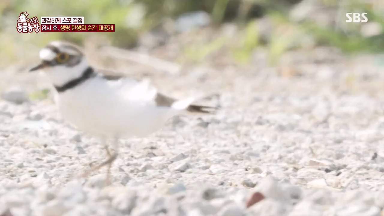 TV 동물농장.E1176.240617p-NEXT.mp4_20240616_171033.264.jpg