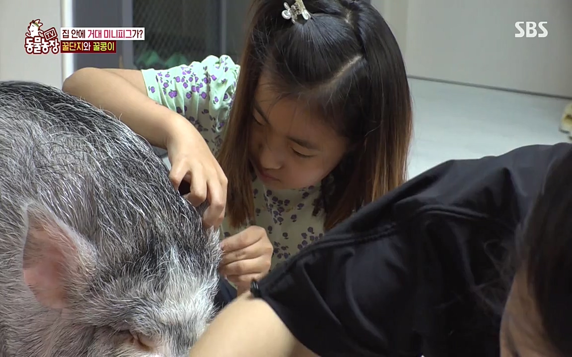 TV 동물농장.E1080.220732p-NEXT.mp4_20220731_174230.368.jpg