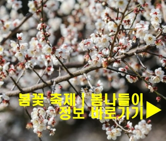 봄꽃-축제-봄나들이-정보-사진