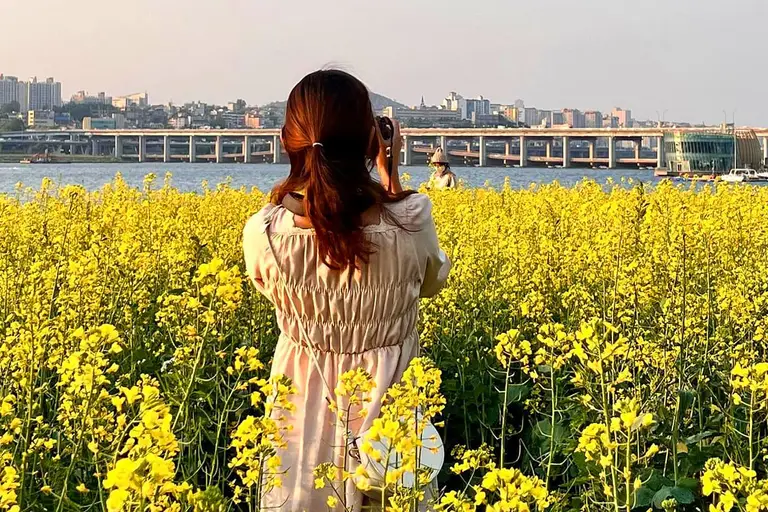 한강 반포공원 유채꽃밭 안에서 사진을 찍고 있는 시민