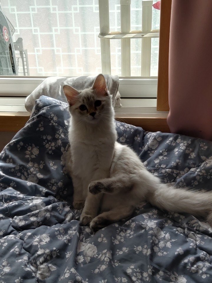  귀여운 고양이 최두리입니다