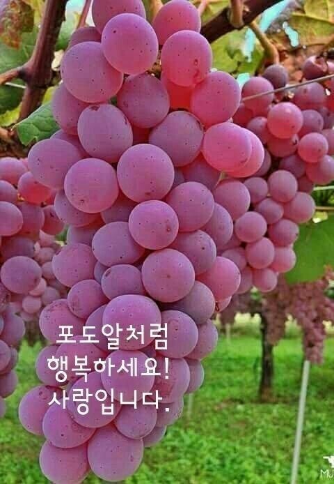 삼인 이미지