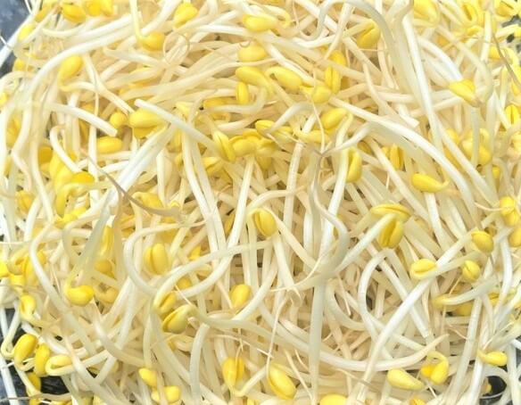신선한-콩나물