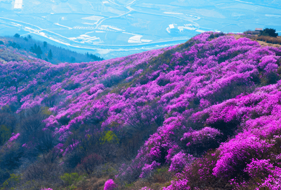 진달래 군락지 명산 등산 추천 및 산행 꿀팁