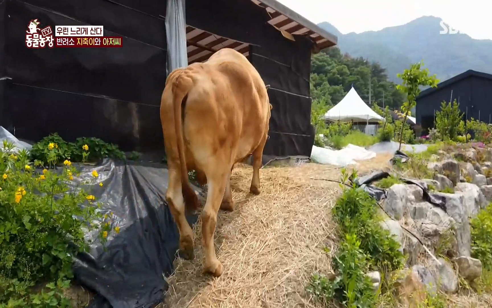TV 동물농장.E1074.220619p.H264-F1RST.mp4_20220619_181328.516.jpg