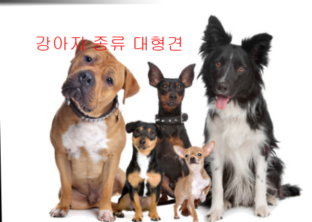 강아지 종류 대형견9