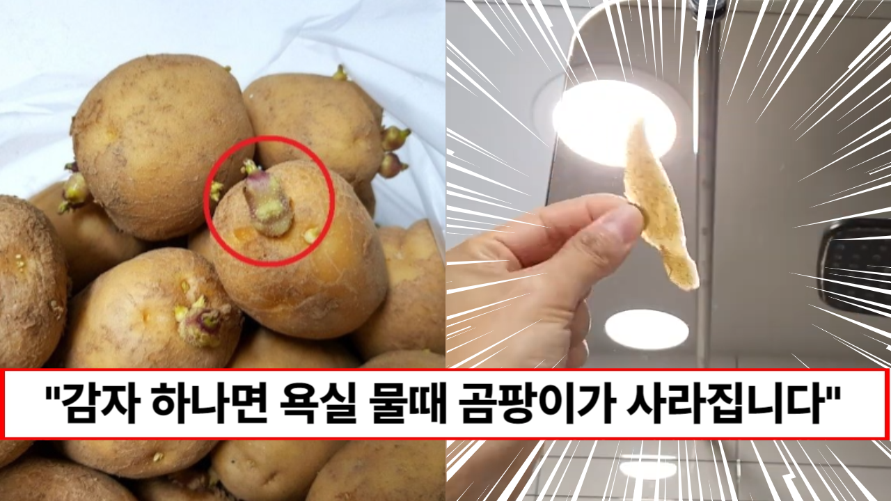 “못먹는 감자 하나면 충분합니다” 감자 하나로 구석구석 물때, 곰팡이 없애는 친환경 욕실 청소법 4가지