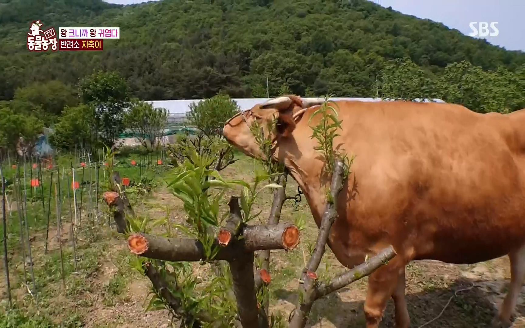 TV 동물농장.E1074.220619p.H264-F1RST.mp4_20220619_181059.156.jpg