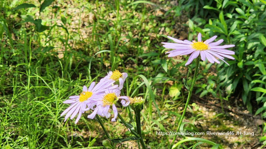 벌개미취(Aster koraiensis) 자원(紫苑)