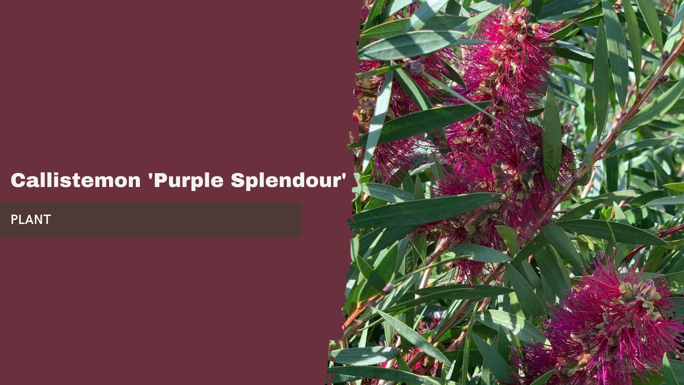 Callistemon &#39;Purple Splendour&#39;