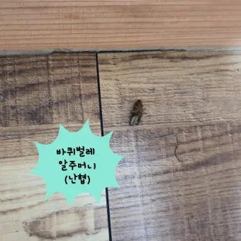 바퀴벌레 퇴치방법 총정리_25