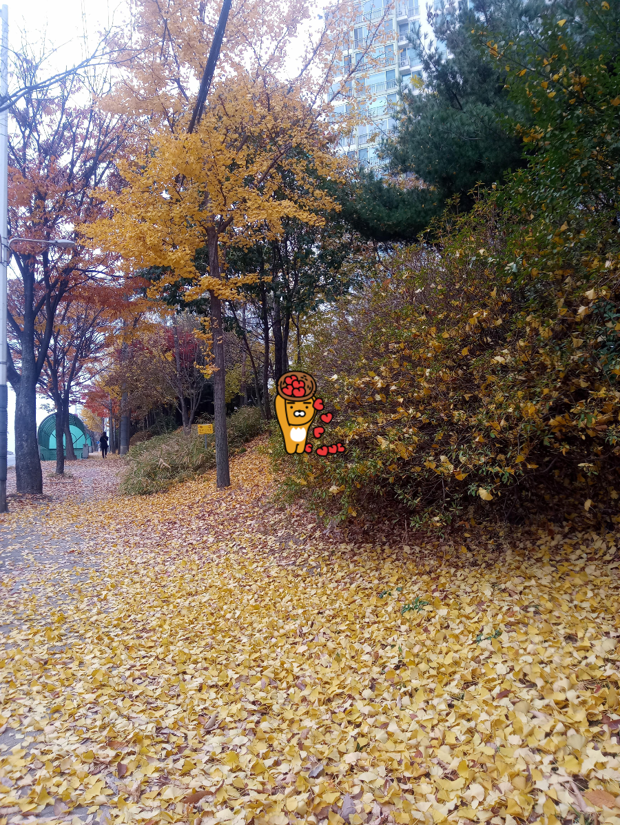 가을날 동네 산책 은행나무 잎