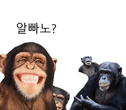 알빠노-짤