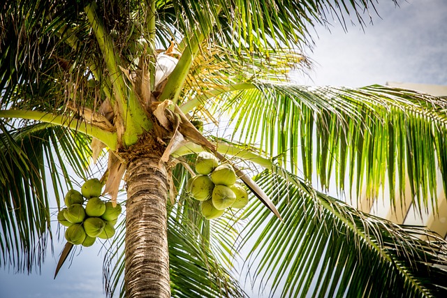 코코넛나무