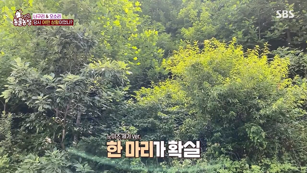 TV 동물농장.E1172.240520p-NEXT.mp4_20240519_163625.092.jpg