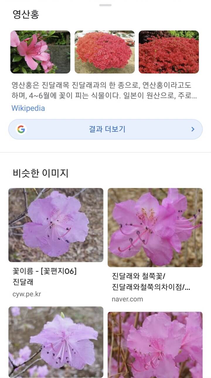 다른식물-구글렌즈검색결과-영산홍