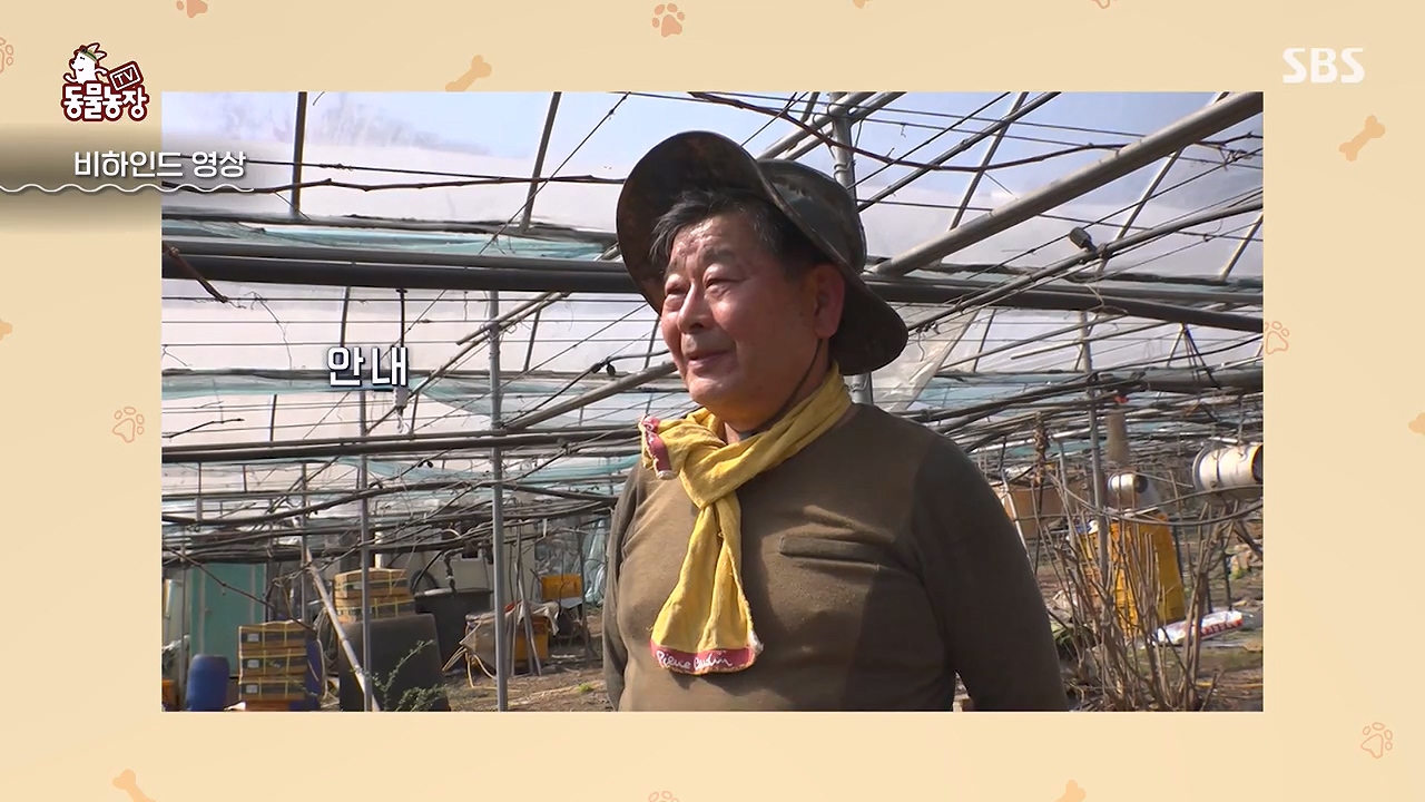 TV 동물농장.E1172.240520p-NEXT.mp4_20240519_163743.451.jpg