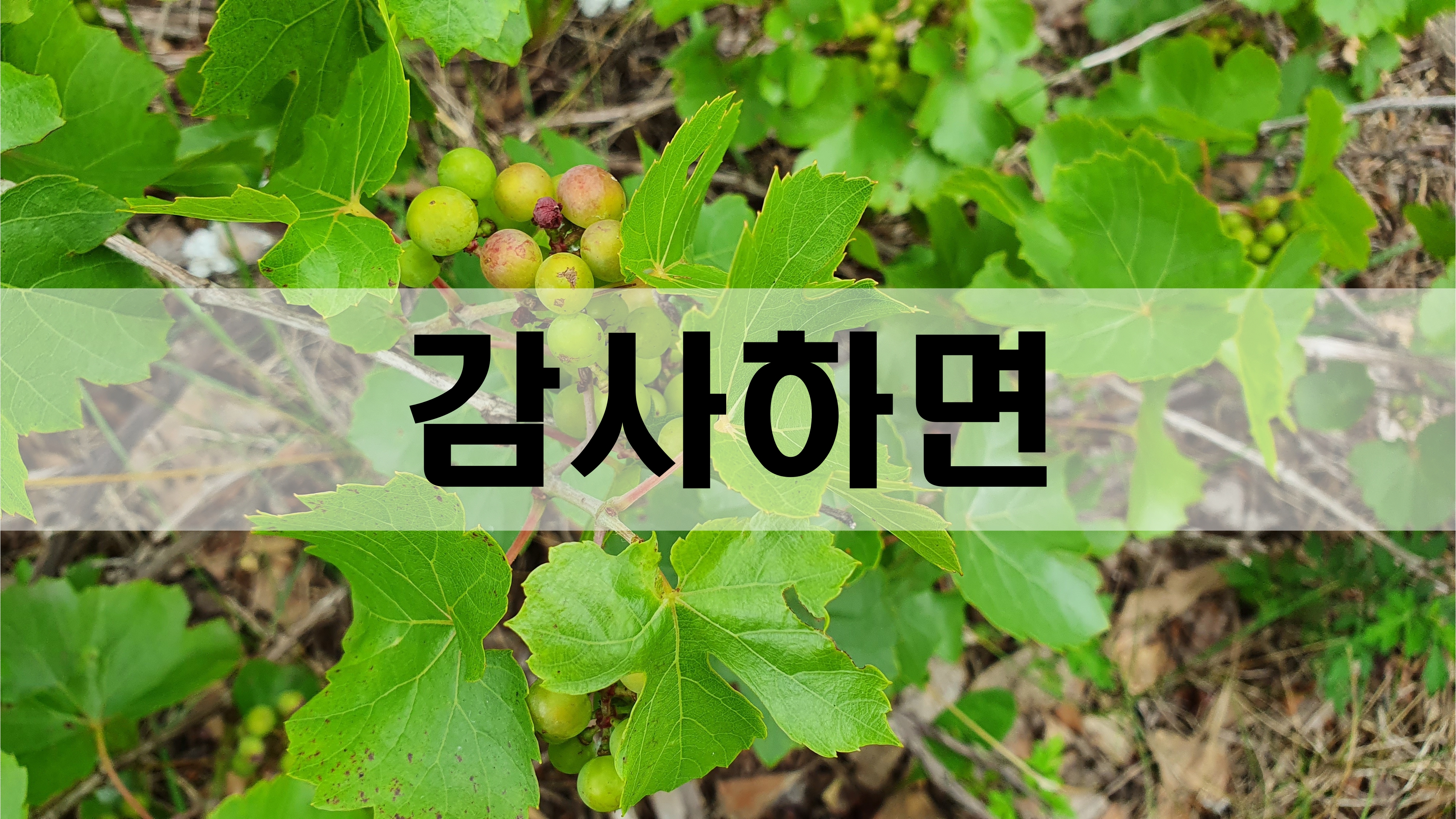  감사하면 [성장 명언]