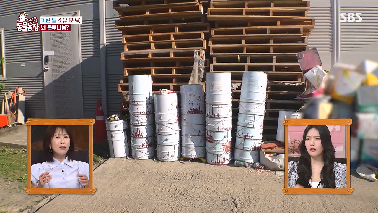 TV 동물농장.E1177.240624p-NEXT.mp4_20240623_163734.886.jpg