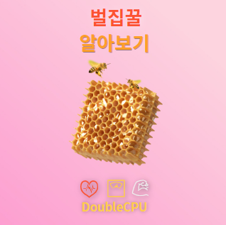 벌집꿀 탐구