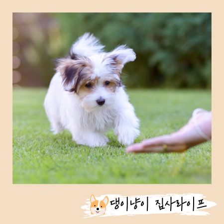 2개월-강아지-배변-훈련