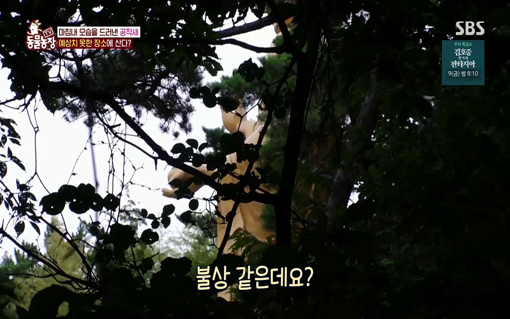 TV 동물농장.E1084.220828p.H264-F1RST.mp4_20220828_154048.994.jpg