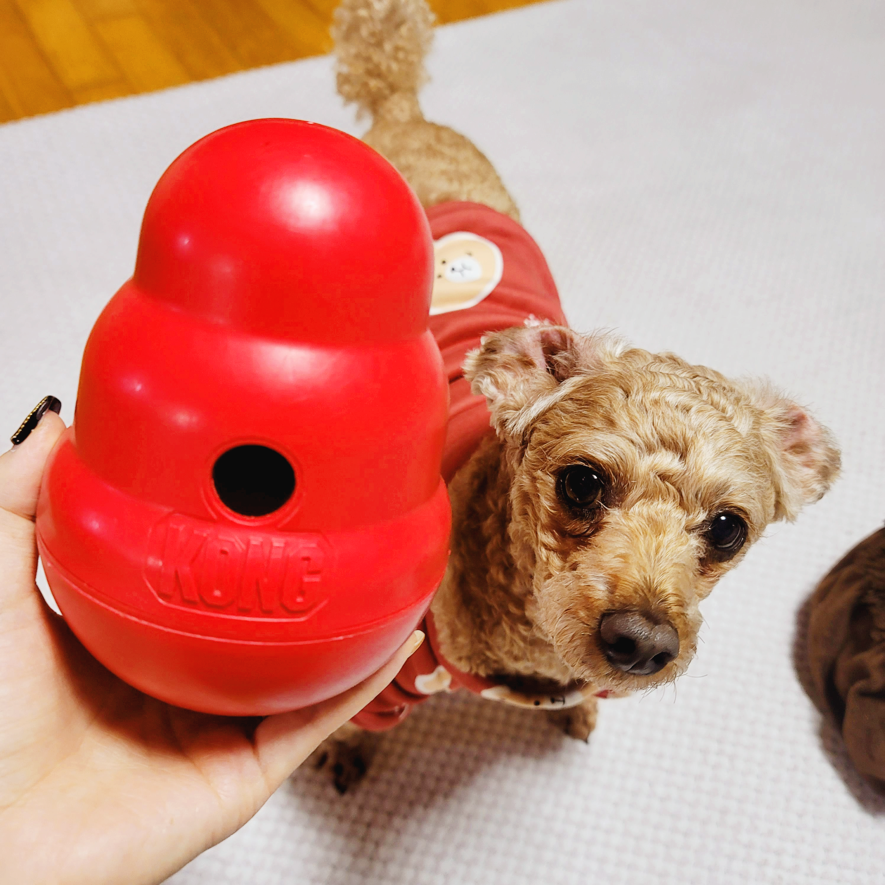 강아지 간식 장난감 콩 워블러