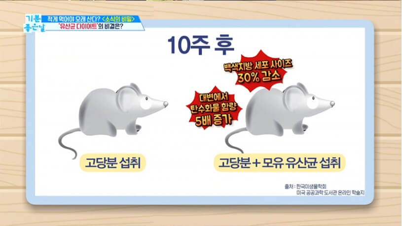 모유 유산균 bnr17 쥐 시험 사진