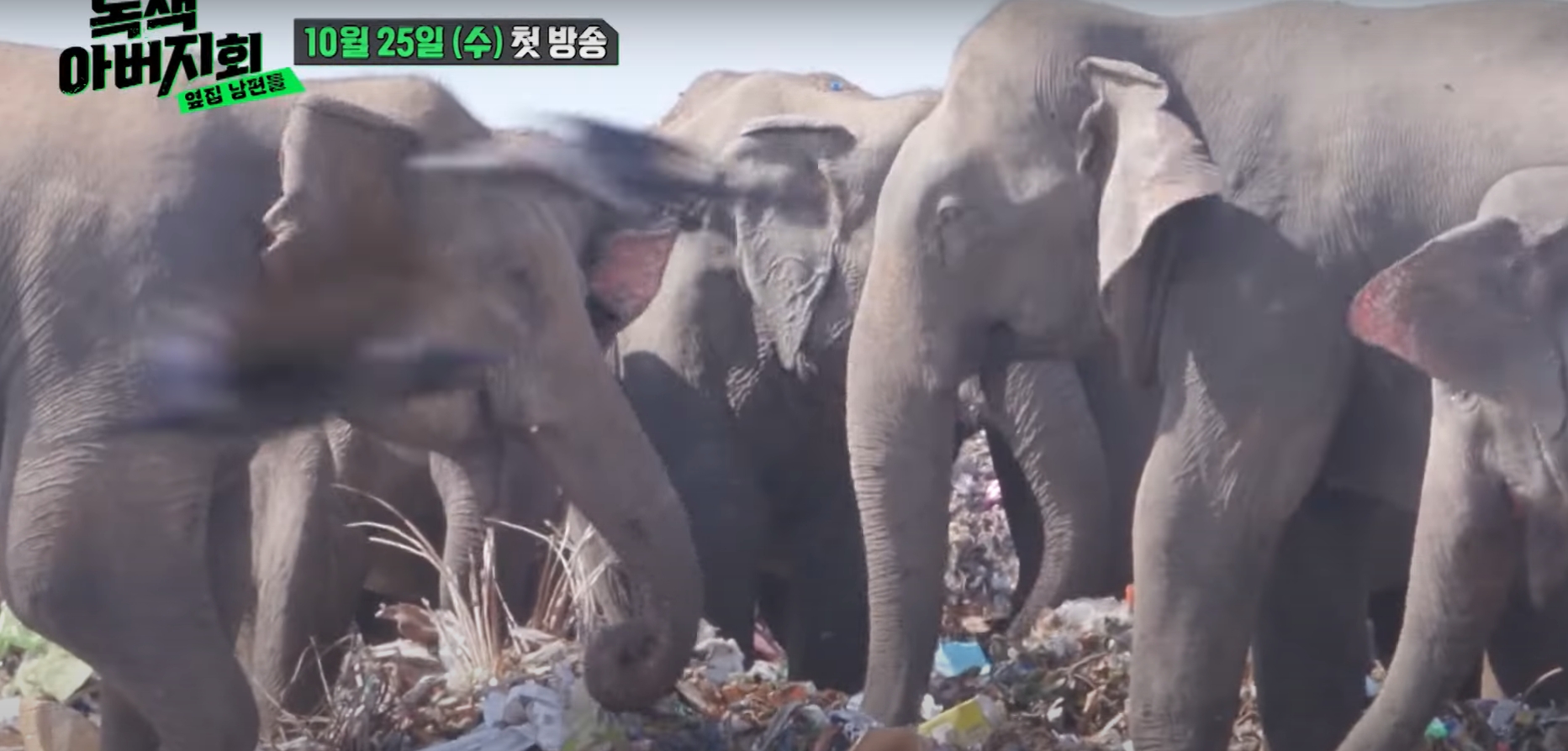 녹색 아버지회 쓰레기 먹는 코끼리
