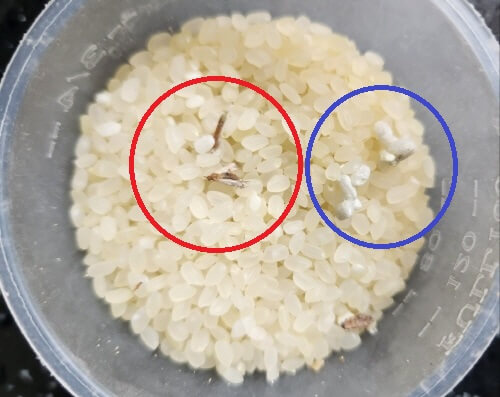  쌀벌레 화랑곡나방이 생기는 이유, 퇴치 제거방법 및 쌀벌레 생긴 쌀은?