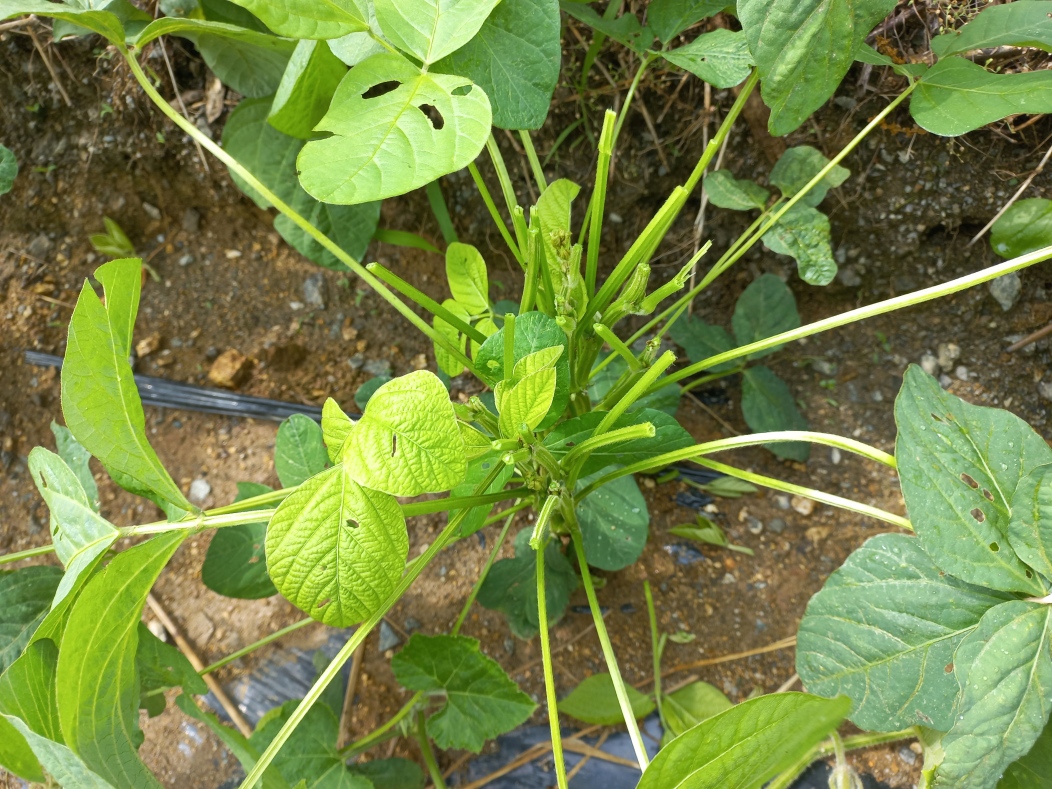 서리태 2차 순지르기 해준사진