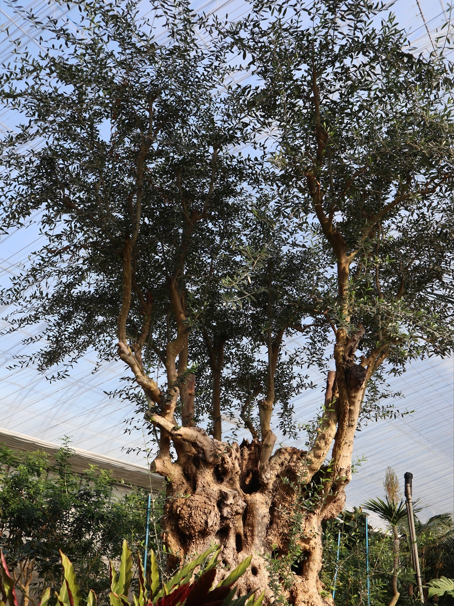 올리브나무