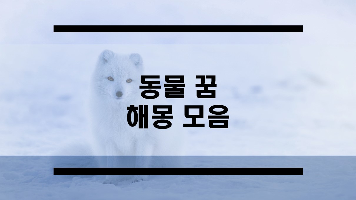  동물꿈 해몽 무료 꿈풀이