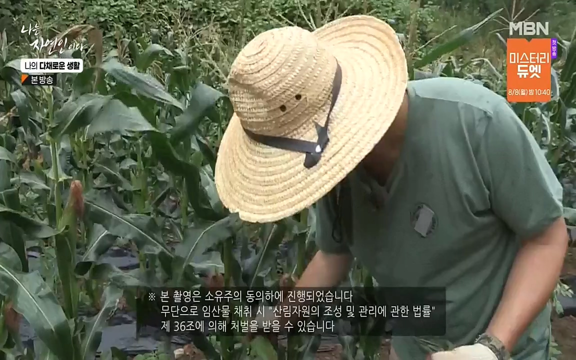 나는 자연인이다.E513.220804p-NEXT.mp4_20220804_202006.244.jpg