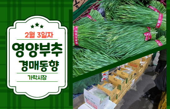  2월 3일자 가락시장 "영양부추" 경매동향을 살펴보겠습니다!