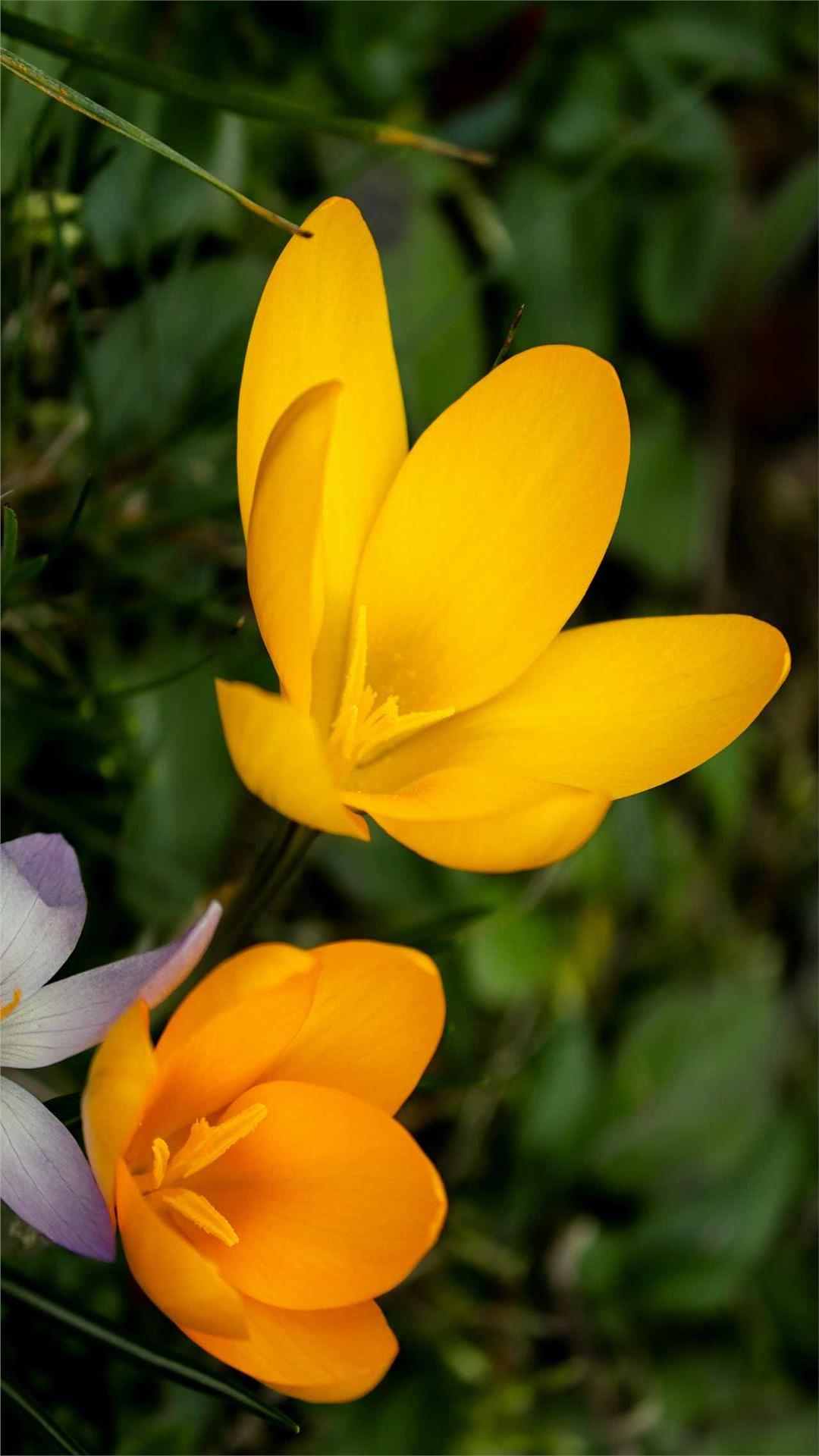 Crocus Flower iPhone Wallpaper