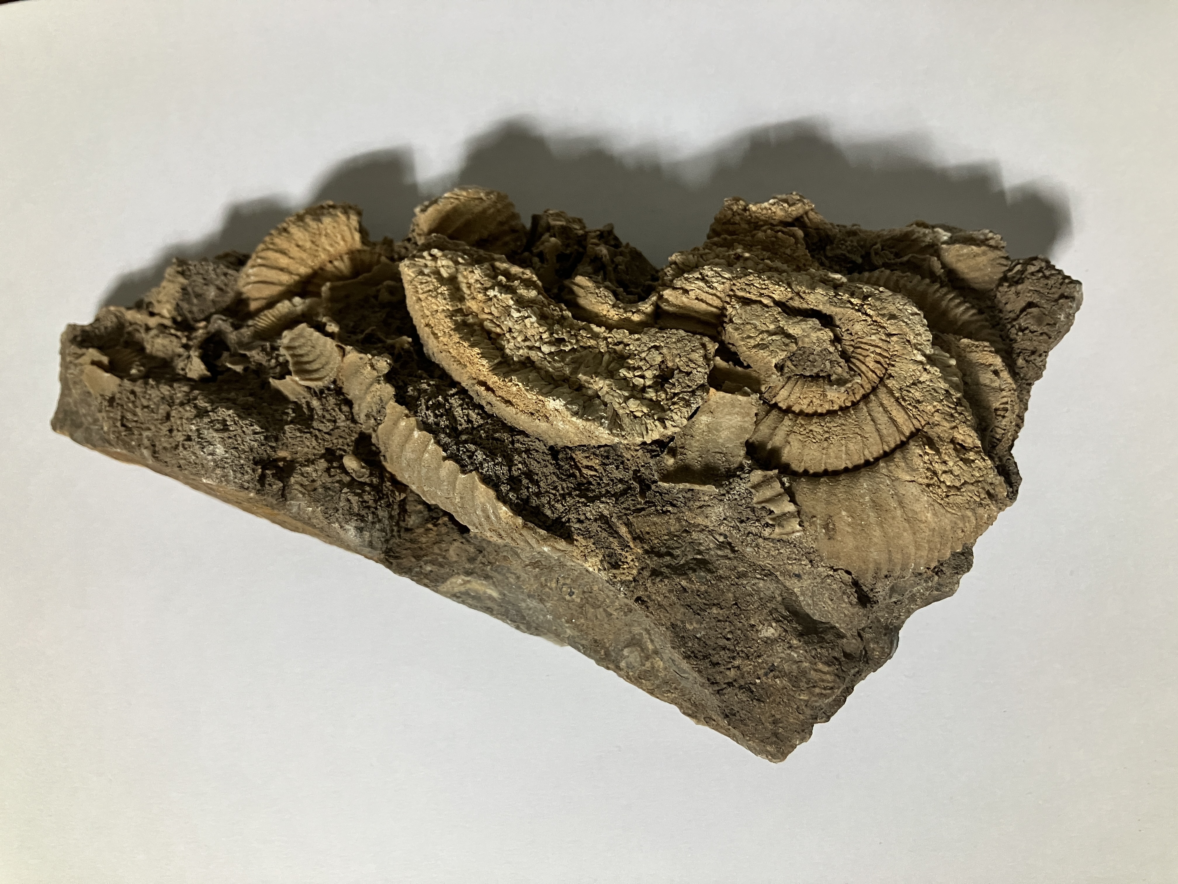 깨진 암모나이트가 모여 있는 군집 화석