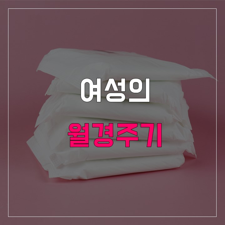 여성-월경-주기