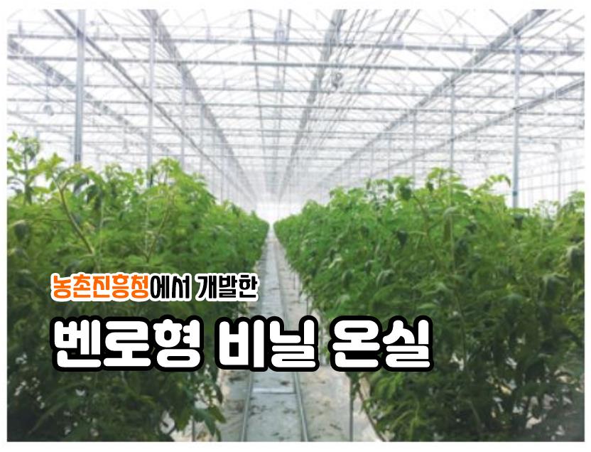  농촌진흥청에서 개발한 '벤로형 비닐온실' 구조와 특징 (+연동온실과의 차이점)