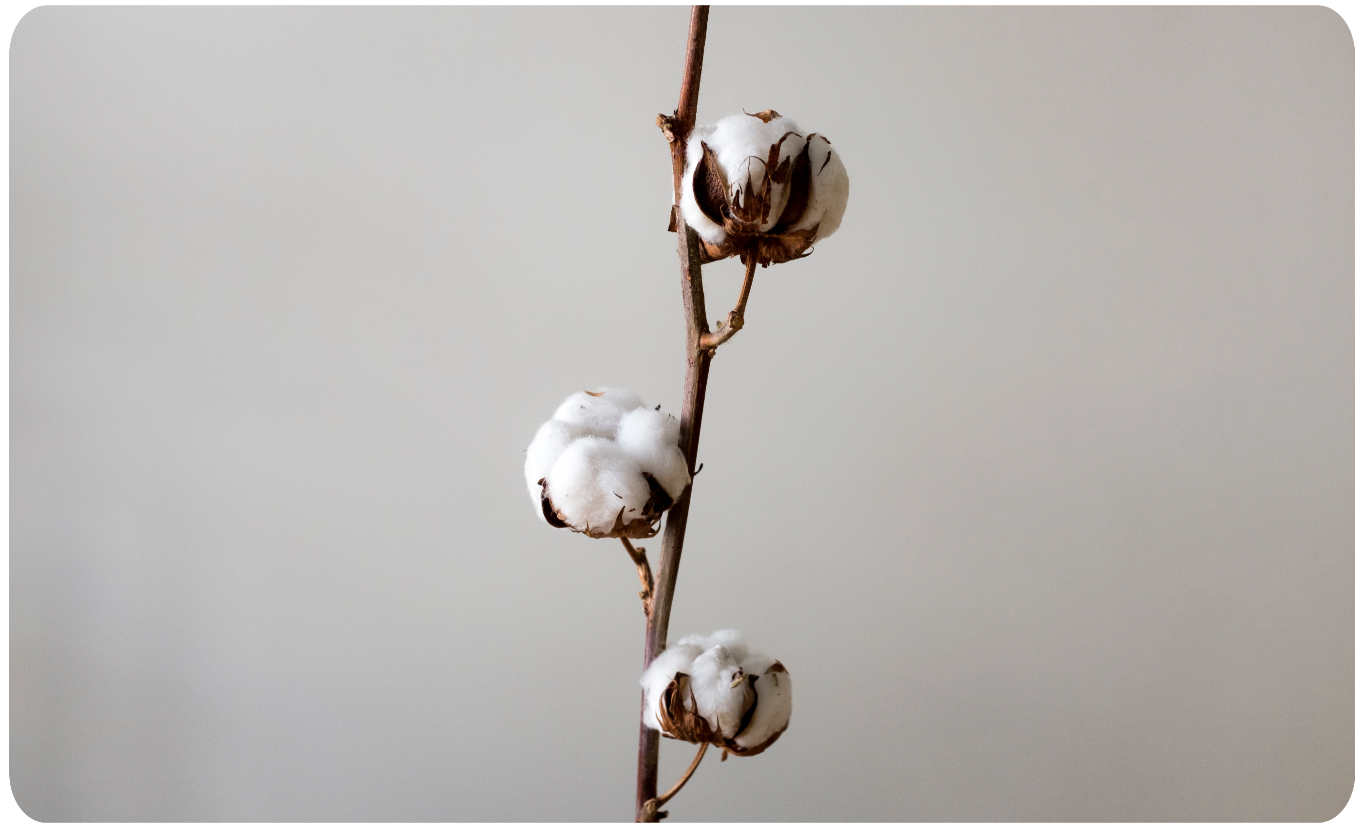 cotton raw material