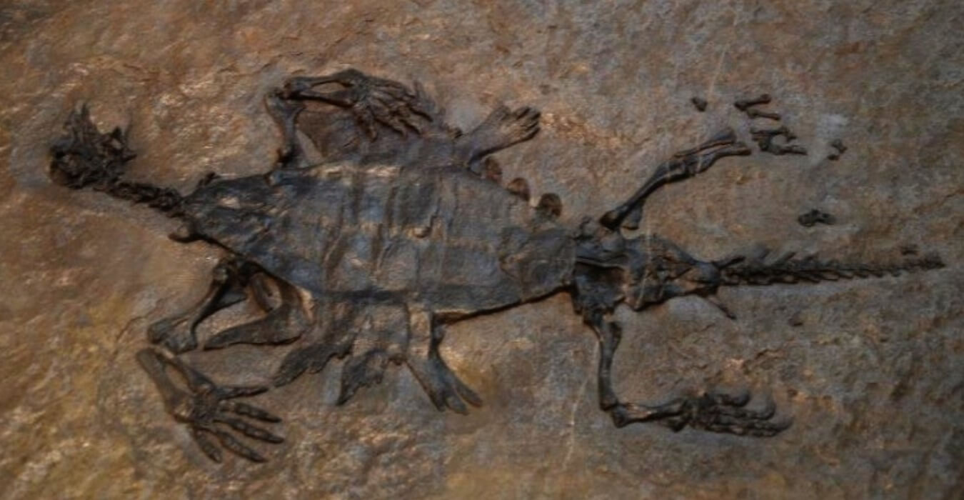 오돈토켈리스 화석