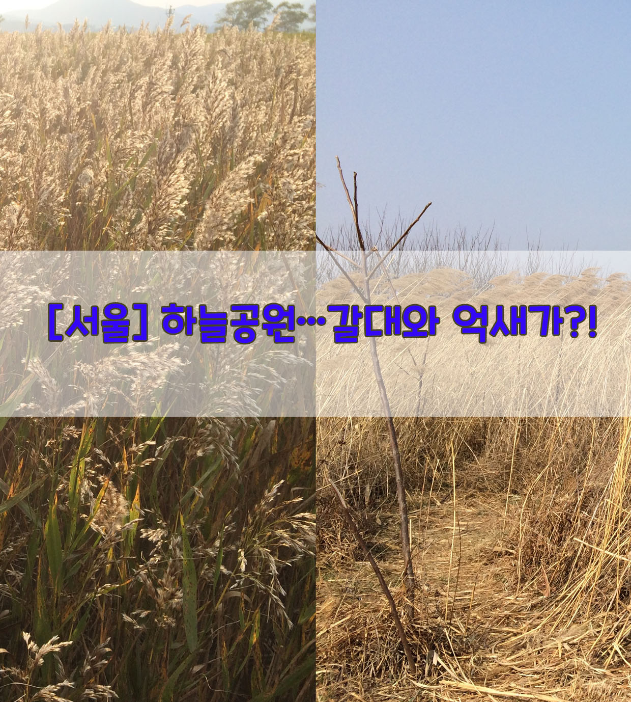  [서울] 하늘공원…갈대와 억새가?!
