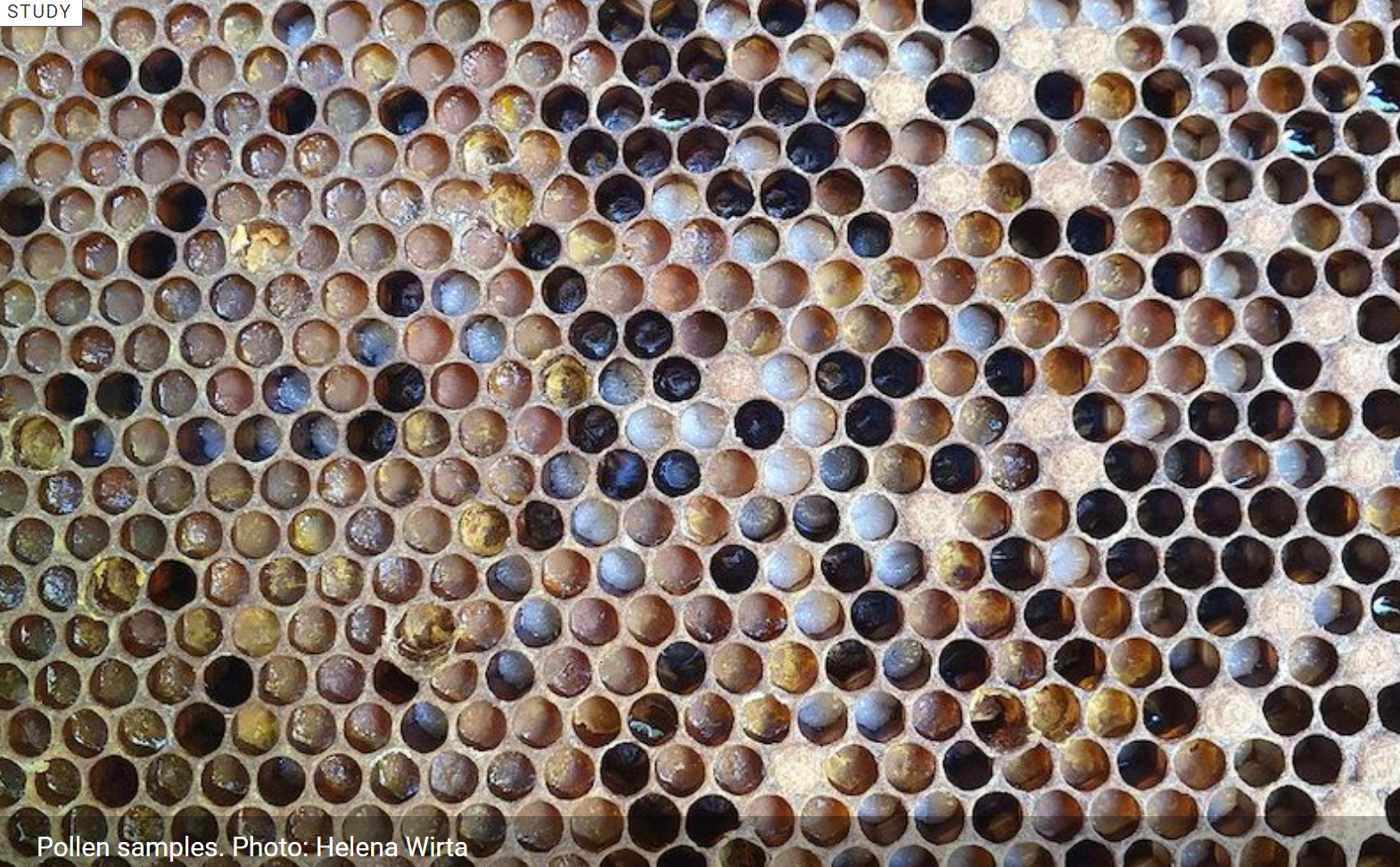꿀벌의-선택적-식욕