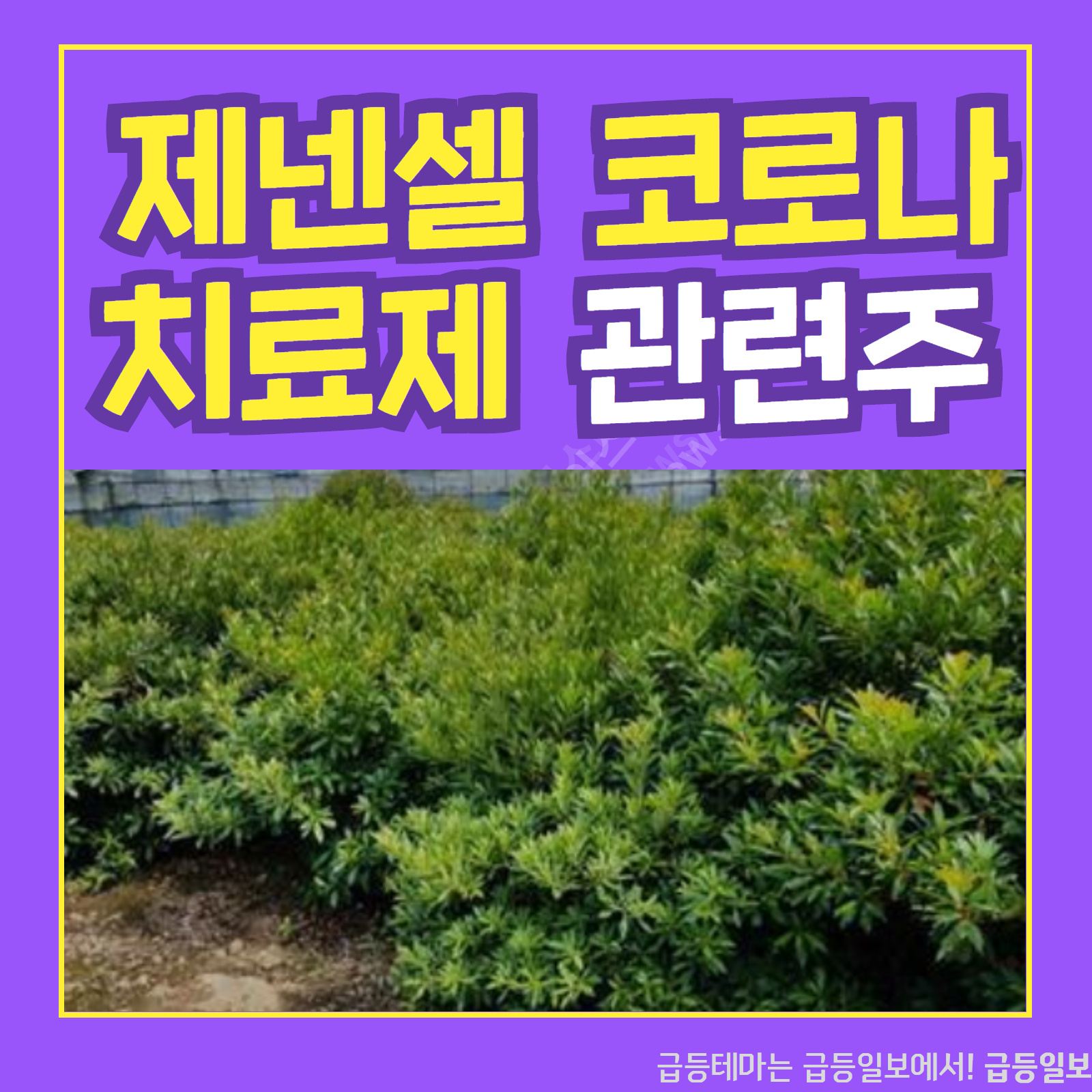  제넨셀 코로나 치료제 관련주 :: 급등일보 카드뉴스