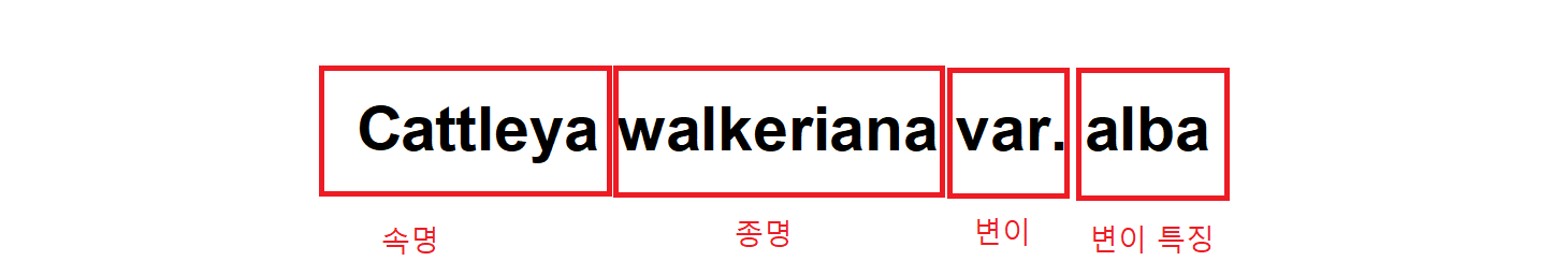 난초 라벨 설명